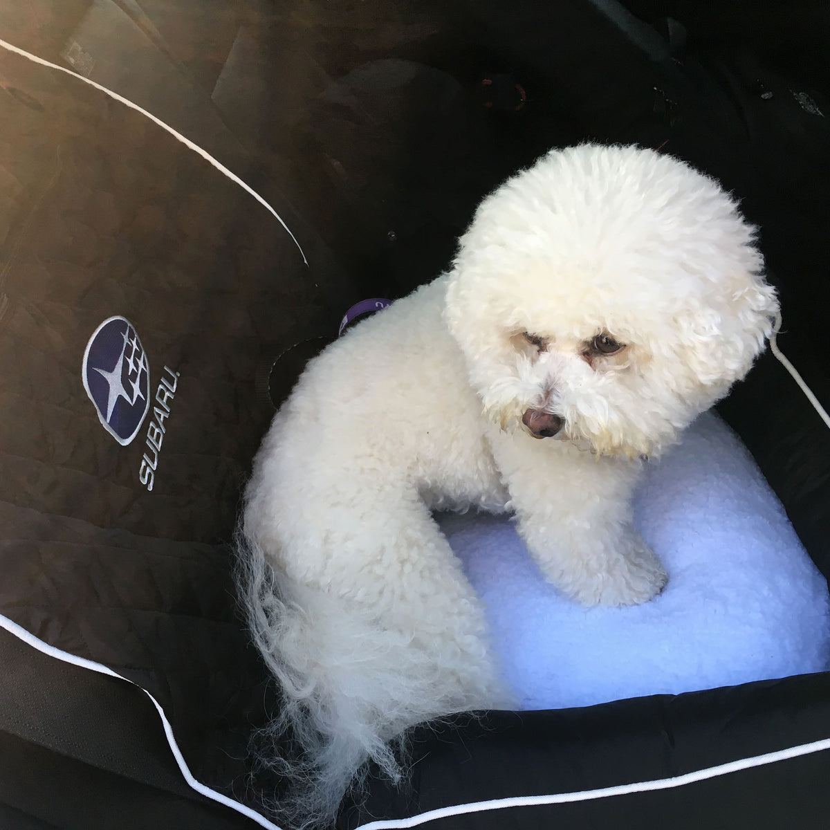 Mallory the Dog approved.